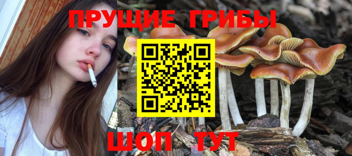 Псилоцибиновые грибы GOLDEN TEACHER Ковров